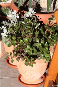 59909910-IMG_6379 kalanhoe.jpg